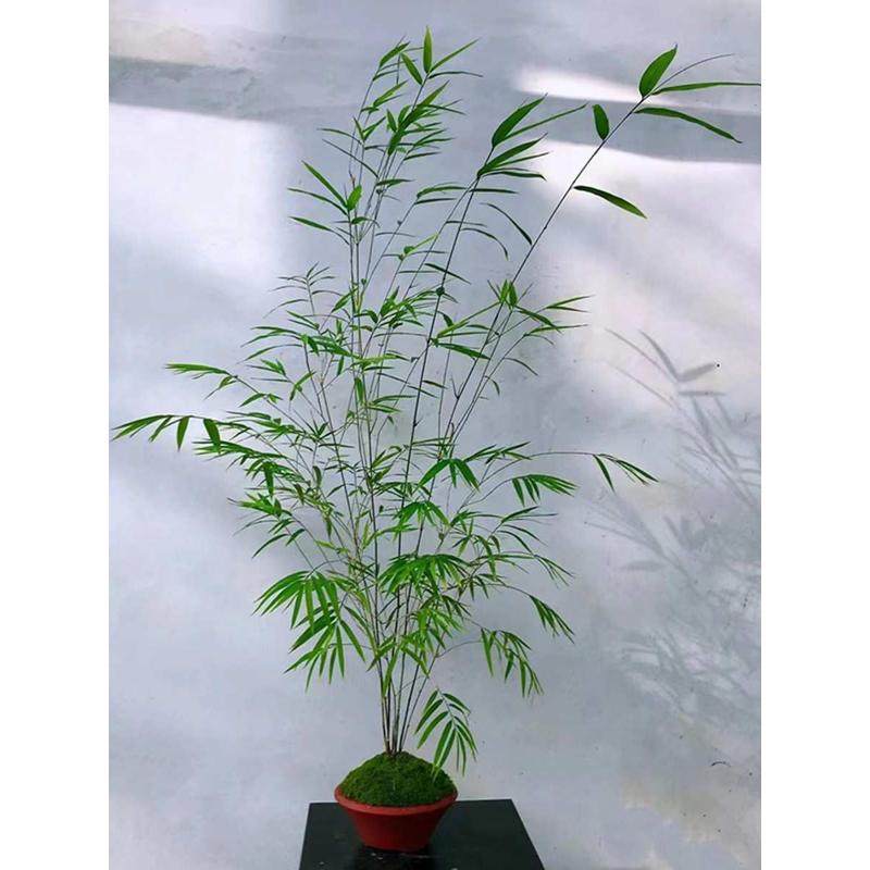 内门竹盆栽禅雅盆栽名贵竹苗室内外庭院绿植四季常青好养易活竹子,鲜花速递/花卉仿真/绿植园艺,绿植,淘宝优惠券,粉丝福利购,淘宝优惠卷