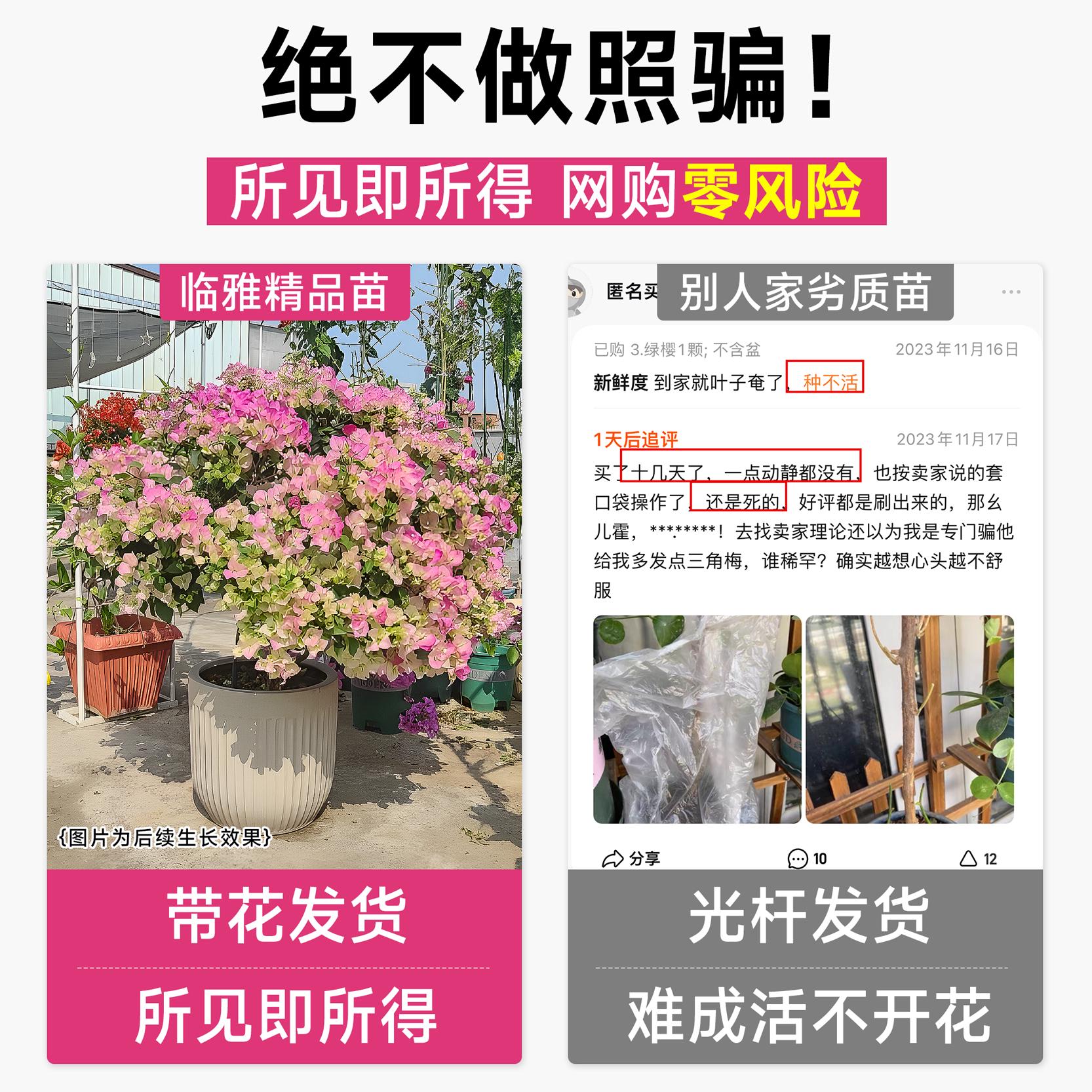 三角梅盆栽花树苗带花垂丝老桩特大苗四季开花爬藤重瓣绿樱云南紫
