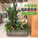 大型绿植室内客厅阳台成品组合盆栽玄关隔断造景橱窗落地大号植物