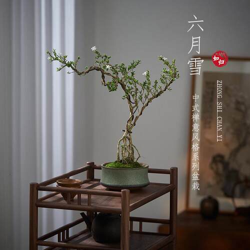 六月雪真盆景室内悬崖式植物造型摆件中式茶室阳台绿植花卉盆栽