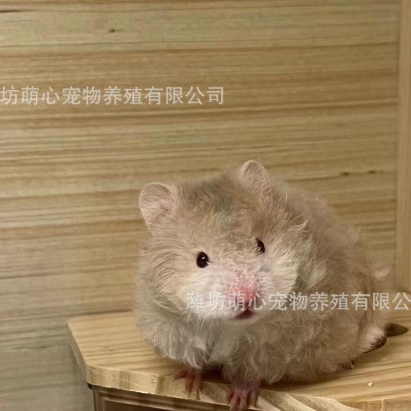 波利熊卷毛熊黑蜜拍一律发出直毛宠仓鼠