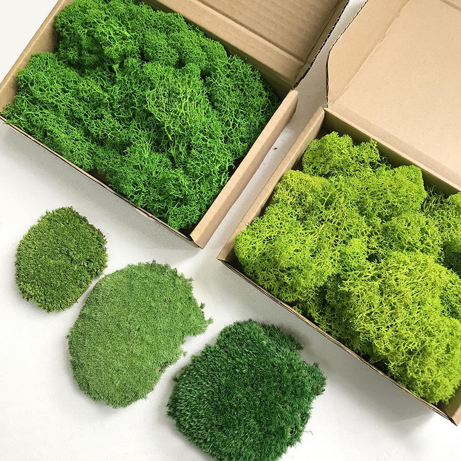 新款直销白发藓青苔假苔藓大灰藓干花背景墙仿真苔藓墙永生花仿真