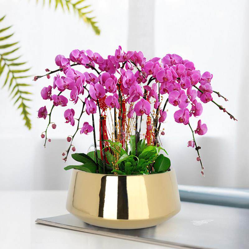 斯堪的纳维亚无障碍豪华创意时尚电镀金蝴蝶兰花水仙水培无孔大直