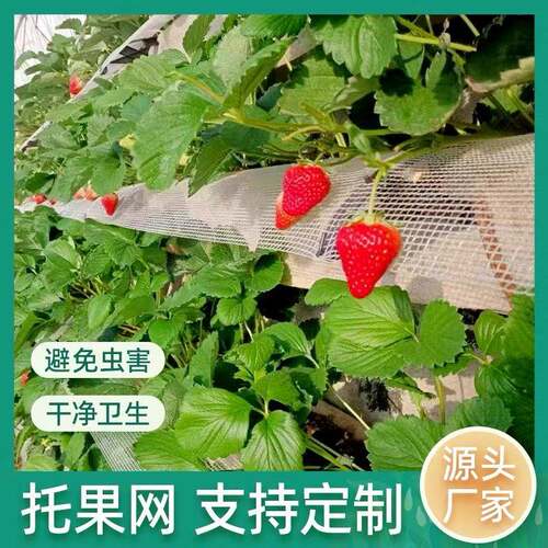 地栽草莓托果网隔离网草莓托果网垫网高架温室大棚草莓果托网