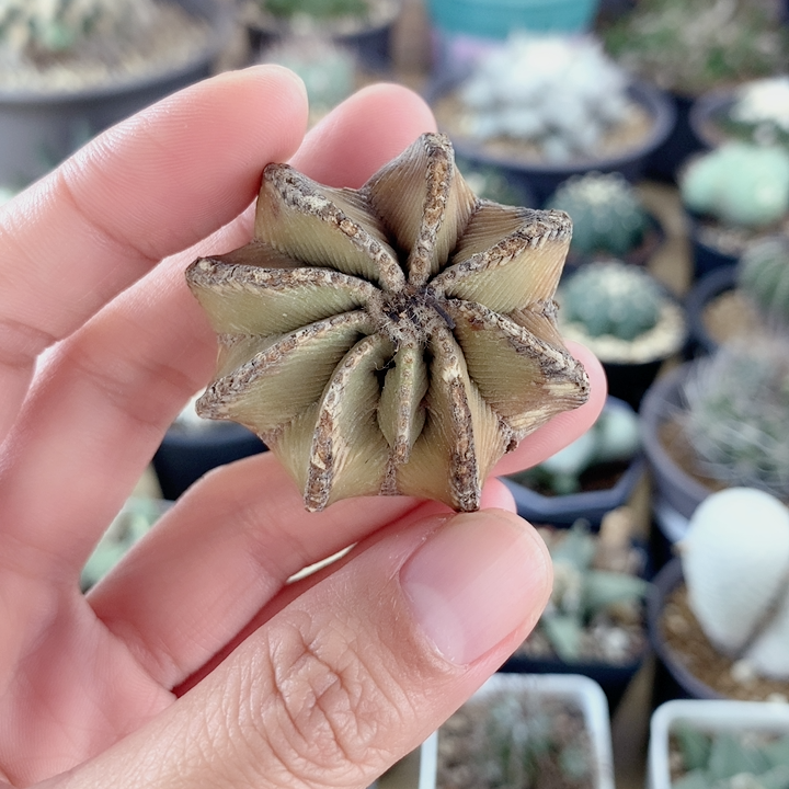 老家辛顿花笼,特