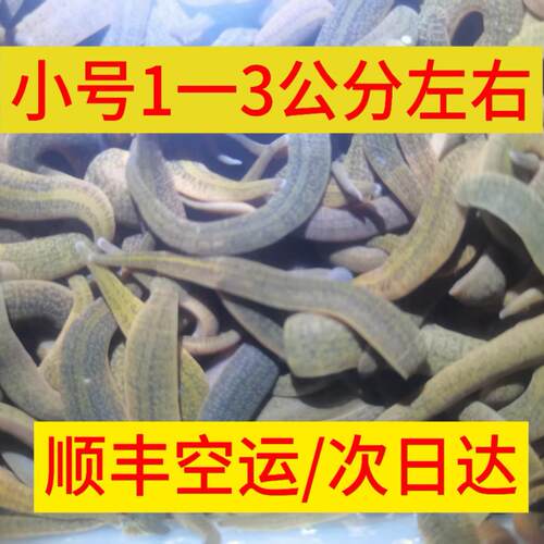 钓鱼蚂蝗活饵钓黄辣丁鲶鱼江团肥头翘嘴石扁头桂鱼鳜鱼无鳞鱼爆护