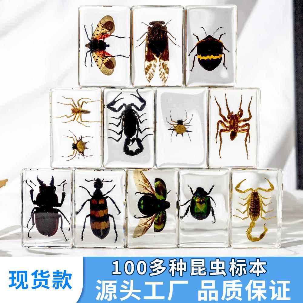 千年虫树脂胶昆摆虫动物DJ3#小书100多滴种甲虫蜘蛛蝎子工艺儿童