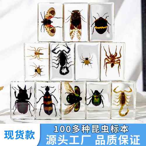 千虫树年滴脂胶虫动DJ3#小书物100昆多种甲虫蜘蛛蝎子工艺品儿童