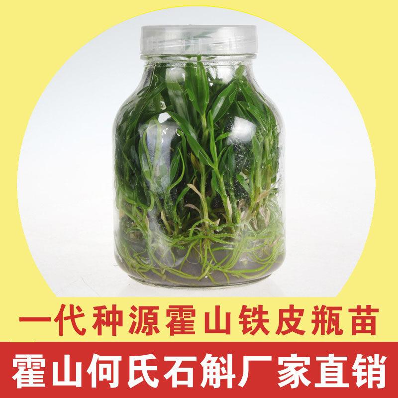 霍山石斛苗铁皮瓶苗石斛兰盆栽景种苗组培苗软脚优于雁荡山幼苗