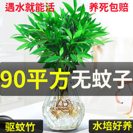 水培驱蚊竹柏驱蚊植物，盆栽绿植室内花卉，客厅防蚊植物水培花卉水养