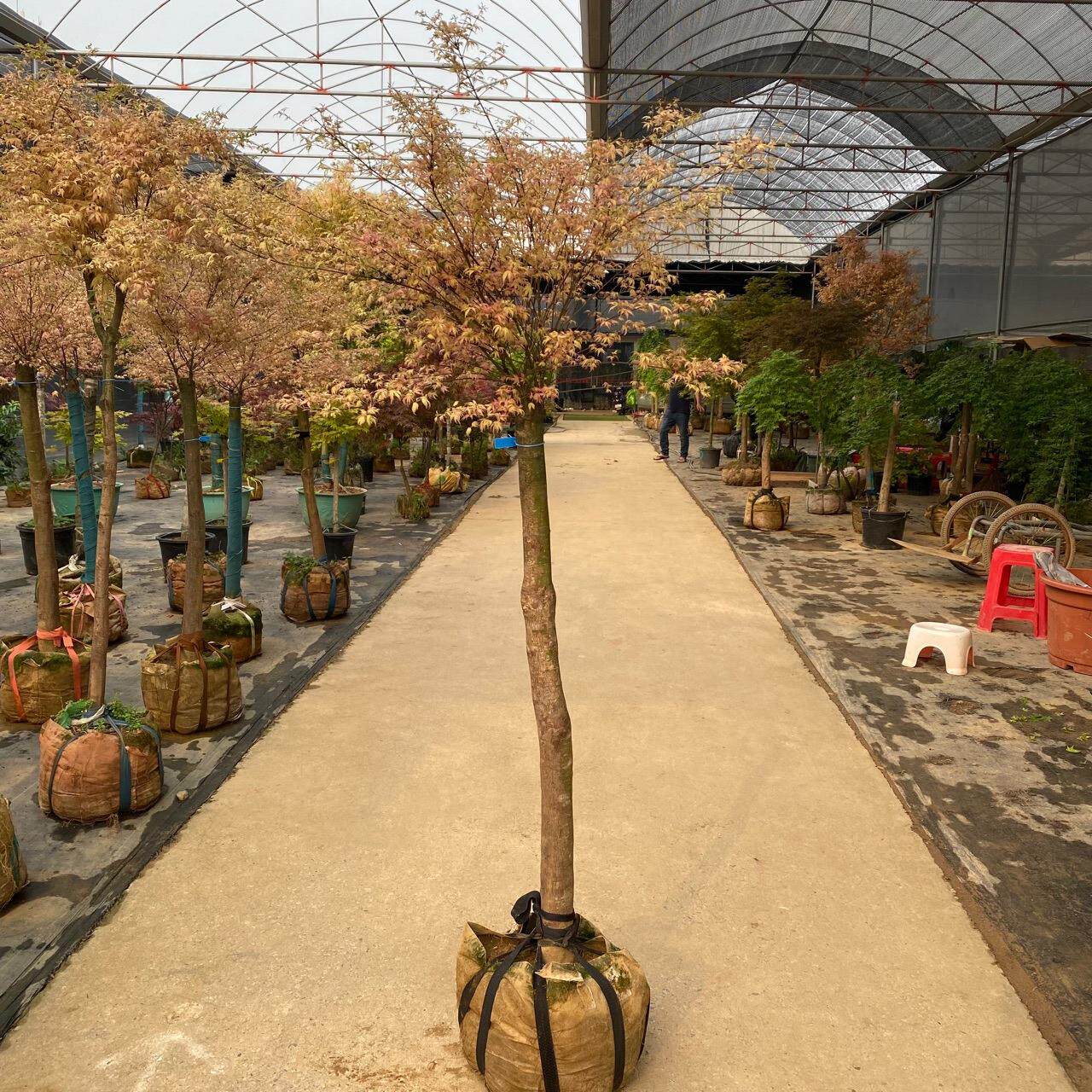 泰勒枫树阳台盆栽植物造景室内约旦枫流泉枫金叶枫庭院绿绿植
