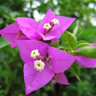 三角梅紫茉莉攀援盆栽花卉植物