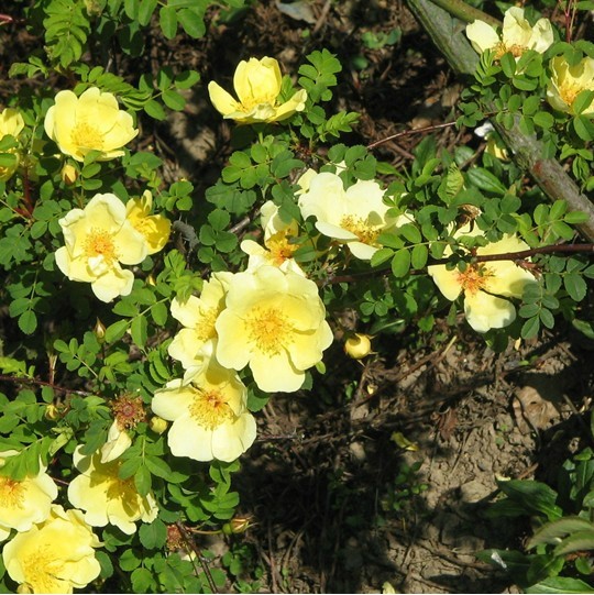 藤蔓攀援当年开花庭院盆栽爬藤花卉月季蔷薇黄刺梅苗黄刺玫耐寒强