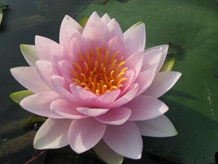 霍兰迪亚 中大型粉红睡莲盆栽水生植物种茎 湖南美丽莲花园杨德高