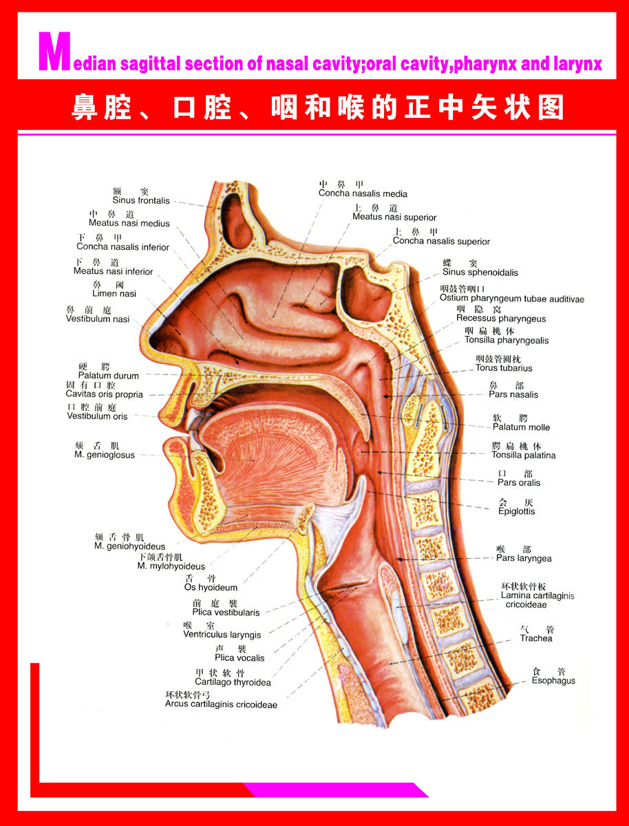 海报印制123素材科普知识展板69人体科普鼻腔口腔咽喉  非高清图