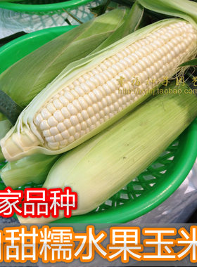 白加甜糯玉米种子可口春秋播种