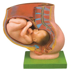 骨盆妊娠九个月胎儿模型 怀孕九月胎儿模型