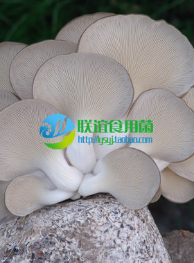 食用菌原种凤尾菇