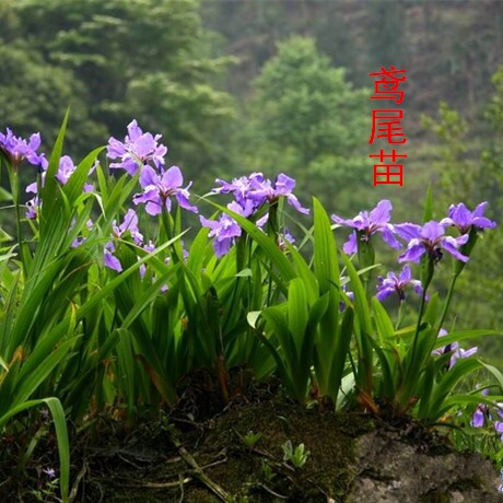 紫色当年开花蝴蝶兰特价