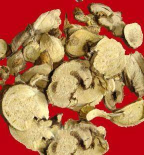 货中药材中草药苦参500克