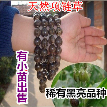 穿手链薏苡种子 天然种子手链 草珠子 穿门帘种子 佛珠念珠草菩提
