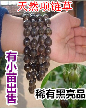 薏苡种子天然门帘草菩提佛珠念珠