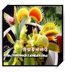 盆栽-食虫植物-花市红捕蝇草 M中苗(加5元送分株)-食虫草拖拖店