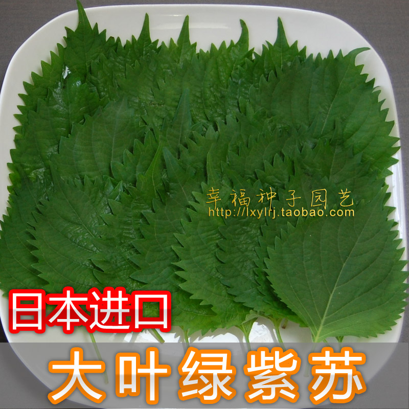 【日本大叶绿紫苏种子】绿苏子叶 家庭阳台种植 食用香药草种子