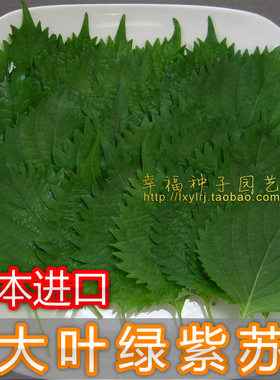 日本大叶阳台种植食用香药绿紫苏