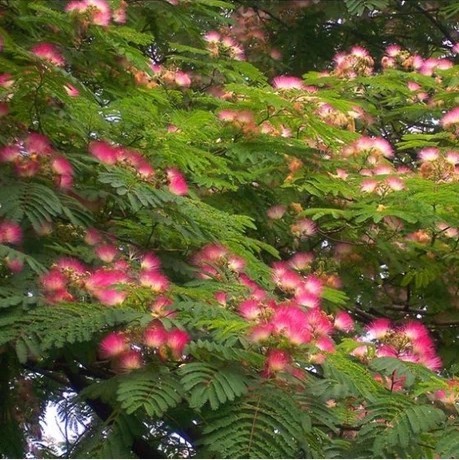 合欢树苗 庭院花卉植物 绿化苗