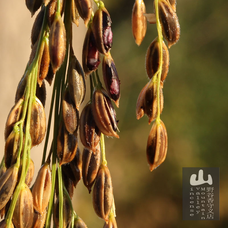 25年新货 东北五常农家黑米 黑珍珠 无染色 煮粥粗粮黑大米500g