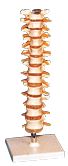 胸椎模型GD/A11108
