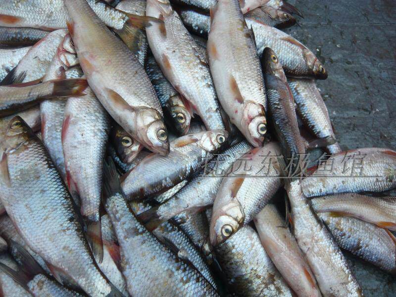 黑龙江东北抚远县特产纯江天然鱼新鲜板黄百黄鱼4斤顺丰包邮