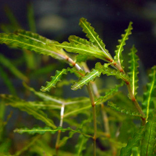 轮叶黑藻 水草沉水植物狐尾藻鲜水草苗类苦草 菹草世纪花卉园艺