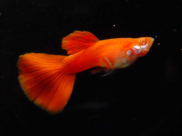 热带观赏鱼 活体 熊猫双剑/孔雀 象牙白/孔雀鱼 红眼火炬/孔雀鱼