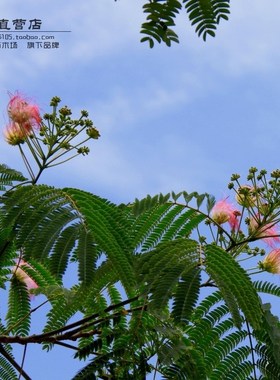合欢树苗庭院绿化观花合欢合欢树苗夜合树绒花树绒仙绿化行道树苗