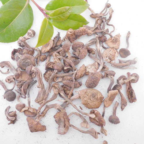 野味浓厚 东北土特产新干货 野生榛蘑菇 嫩丁 肉香菇滑去根 500g