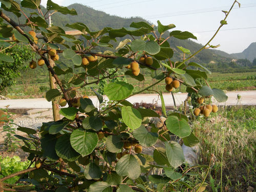 庭院南方种植阳台盆栽猕猴桃嫁接