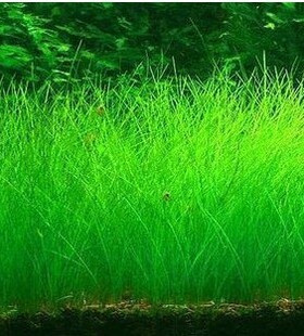 牛毛毡 牛毛草 包邮草缸前景草鱼缸活体水草牛毛绿色水草好养易活