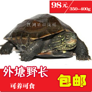 中华草龟外塘野长龟 品相好 可食可养 包活送到7-8两 98元/只包邮
