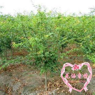 青枫青枫小苗青枫树苗鸡爪槭鸡爪槭树苗鸡爪枫庭院绿化风景树苗