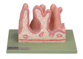 空肠内面放大模型/解剖模型A12005