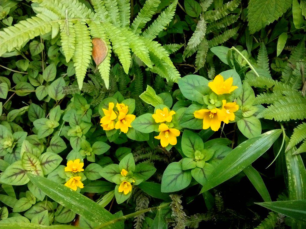 广西原生草本稀有花卉 临时救 绿植盆栽 喜阴植物水陆缸造景绿植