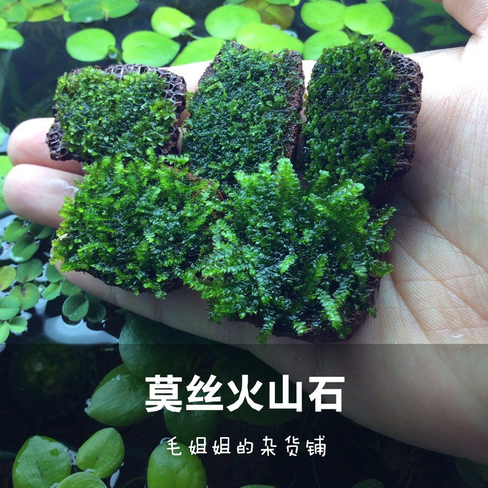 莫斯平面火山石 水晶三角玫瑰苔松茸莫丝活体水草鱼缸水族箱造景