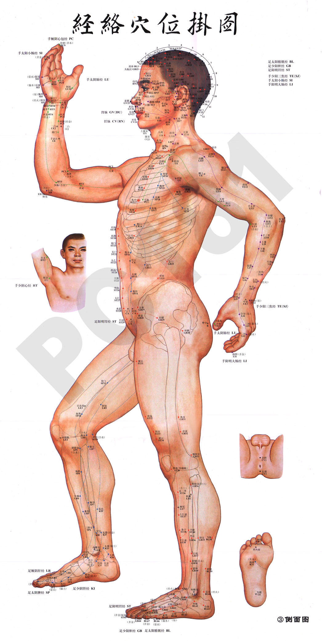 695海报印制海报展板素材44人体经络穴位挂图-副本非高清图