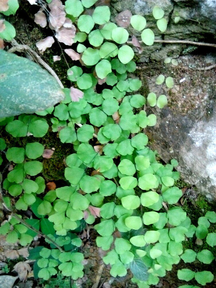 团羽铁线蕨 原生小型 绿色热带植物盆栽 南美水陆生态缸 造景绿植