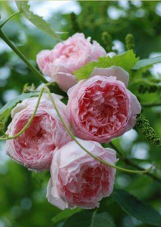 月季 凯瑟琳莫利