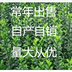 庭院植物冬青篱笆围墙大叶黄杨苗