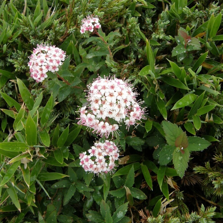 白花绣线菊绣线菊苗红花珍珠花喷雪花庭院花卉花期长花蕾多