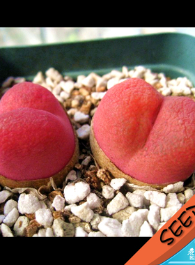 R18 红马哈尼/毛汉尼种子Conophytum maughanii 20粒